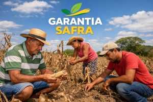 Garantia-Safra 2024/2025: pagamento é liberado para mais de 160 municípios da Paraíba
